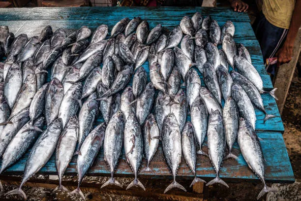 bu-baligin-tam-mevsimi-en-lezzetli-en-sagliklisi-aralik-ayinda-yeniyor-ne-levrek-ne-hamsi-onu-mutlaka-simdi-de-1702913509031.jpg Ne levrek ne hamsi onu mutlaka şimdi denemelisiniz: Bu balık Aralık ayında yeniyor!-6