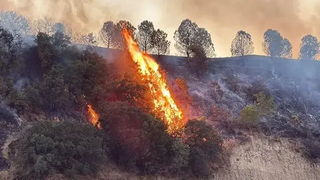 orman-yangini-sorusturmalari-haziran-eylul-2026-1788715461142.jpeg Ormanları yakanlar adaletten kaçamayacak! Bakan Gürlek yaz bilançosunu paylaştı, adli dosyalarda çarpıcı ayrıntılar-10