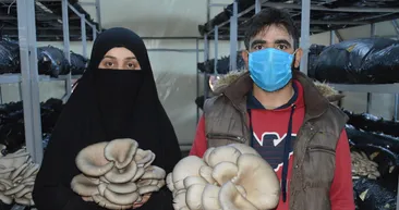 Elazığ Paluda istiridye mantarı üretimine başlayan Gülsüm Özmen yılda 40 bin lira kazanıyor