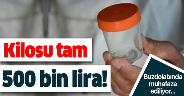 Arının balı da şifa, zehri de şifa: Kilosu 500 bin Türk Lirası!