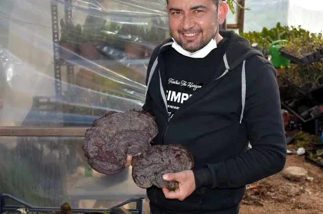 Ölümsüzlük mantarı buldu! Kilosu 2 bin lira