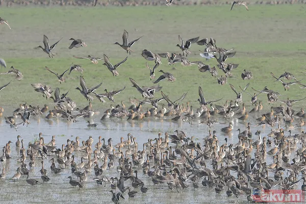 Nesli tükeniyor! Bilim alarmda: Gergedan, kurbağa ve daha fazlasını bir daha göremeyebiliriz - 10