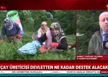 Yaş çay üreticilerine fark ödemesi desteği! Çay üreticisi devletten ne kadar destek alacak?