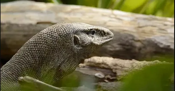 yuh-artik-hindistanda-4-avci-bengal-kertenkelesini-istismar-ederken-yakalandi-1649937139668.jpg Yuh artık! Hindistan'da 4 avcı Bengal kertenkelesini istismar ederken yakalandı-4