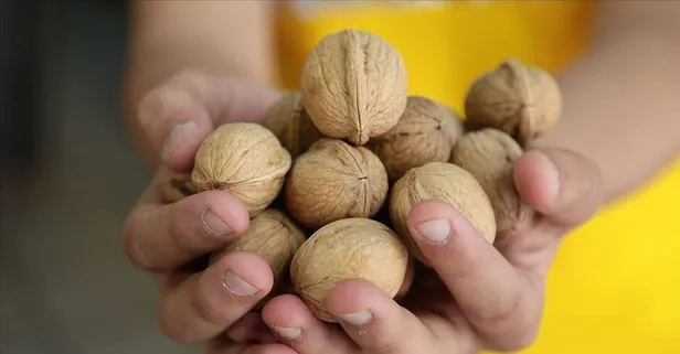 Cevizin faydaları nelerdir?