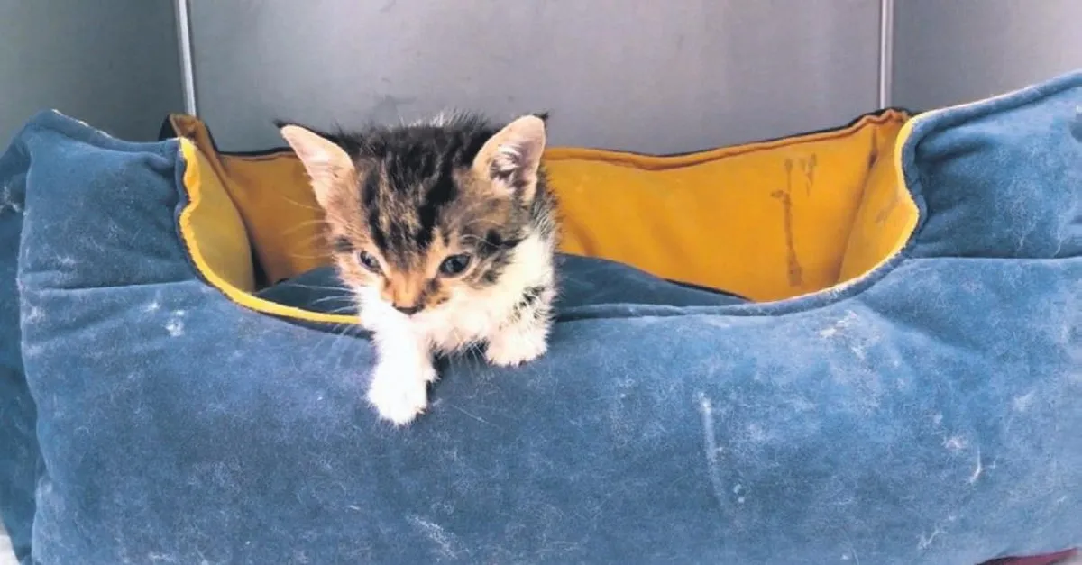 Cat Haberleri Cat Haber Haberler Sayfa 9