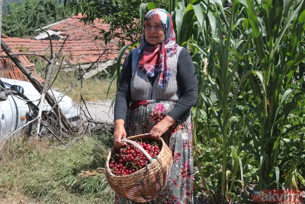 Balıkesir Bigadiç'te 650 rakımlı mahallede yetişen kirazın kilosu bahçede 2 lira pazarda 15 lira - 8