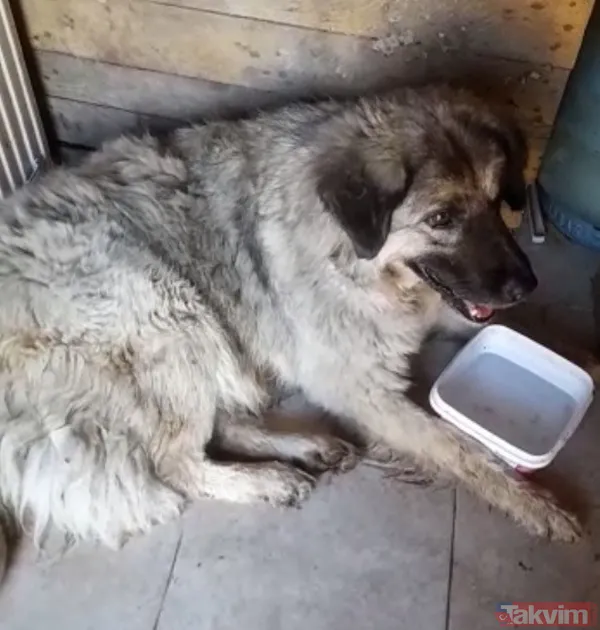 Kan donduran görüntüler! Köpeği ezmek için yolunu değiştirdi 2 bin TL para cezasına çarptırıldı - 5