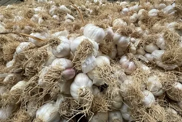 Sarımsak kalpten anlar