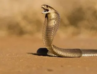 Ayrılmak istediği eşinin üzerine kobra yılanı attı