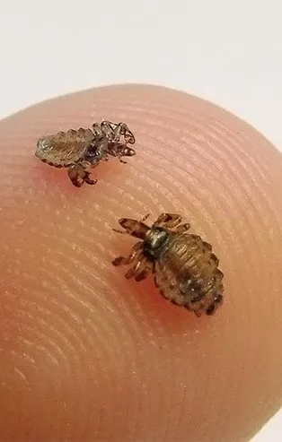 Rüyada bit öldürdüğünü görmek ne anlama gelir? Rüyada bit görmek ne anlama gelir?