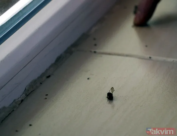 Mahalleyi bit pire sivrisinek bastı! Vatandaşlar geceleri uyuyamıyor - 12