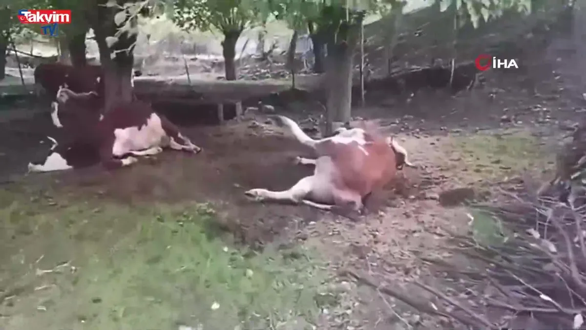 Elazığ’da yıldırım düşmesi sonucu 2 inek telef oldu