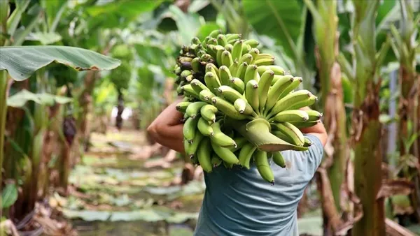 turkiyede-bir-ilk-organize-sanayi-bolgesine-muz-serasi-kuruldu-1633242333989.jpg Türkiye'de bir ilk! Organize sanayi bölgesine muz serası kuruldu-9