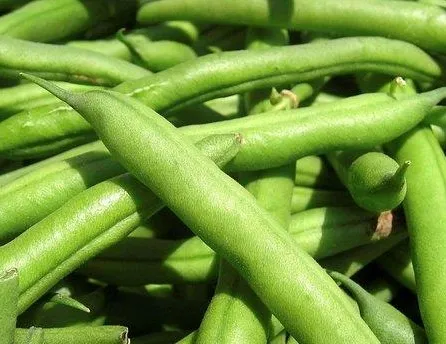 Kolesterole yeşil fasulye
