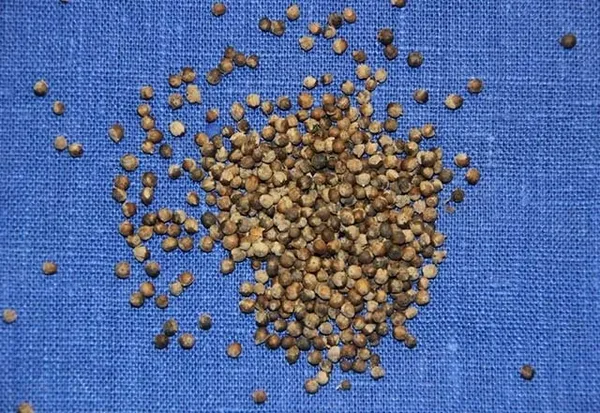 Hayıt otunun faydaları saymakla bitmiyor ama erkekler dikkatli tüketmeli-6