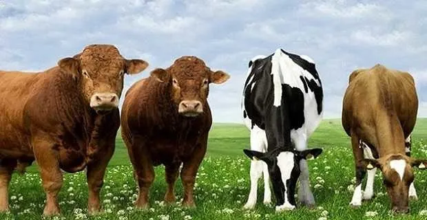 Hayvan yetiştiricilerin toplu para ihtiyacına yönelik birçok banka, kredi fırsatı sunmaktadır-3