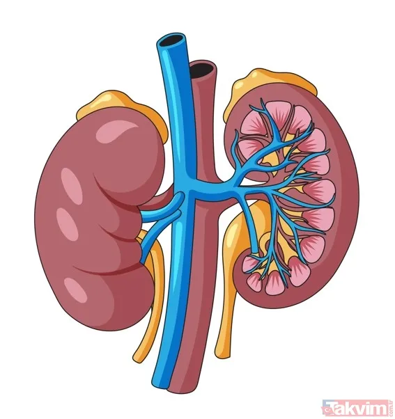 Sık İdrara Çıkma Nedenleri Neler? Prof. Dr. Canan Karatay’dan Uyarı - 5