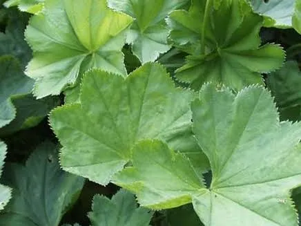 aslan-pencesi-cayinin-faydalari-nelerdir-nasil-yapilir-aslan-pencesi-cayi-ne-ise-yarar-1655895668049.jpeg Aslan pençesi çayının faydaları nelerdir, nasıl yapılır? Aslan pençesi çayı ne işe yarar?-2