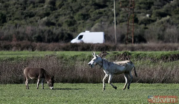 Yıllarca Mardin'de çöp topladı! 'Dost' artık emekli oldu - 3