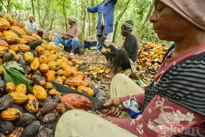 Kilosu 11 dolar! Kamerun’da kakao hasadı başladı