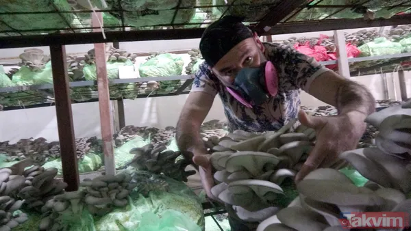 Emekli astsubay hobi olarak başladığı istiridye mantarı yetiştiriciliğinden yılda 520 bin lira kazanıyor - 3