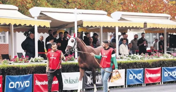 3 safkan tayı yeni sahiplerini buldu