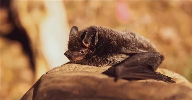 Brezilya'dan şoke eden haber! Yarasalarda yeni tip koronavirüs keşfedildi