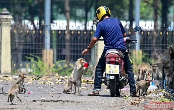 Maymun çeteleri Tayland’ı ele geçirdi: 4 çete 4 bin 500 üye! Haraç, gasp, pusu, şantaj, kavga her şey var - 3