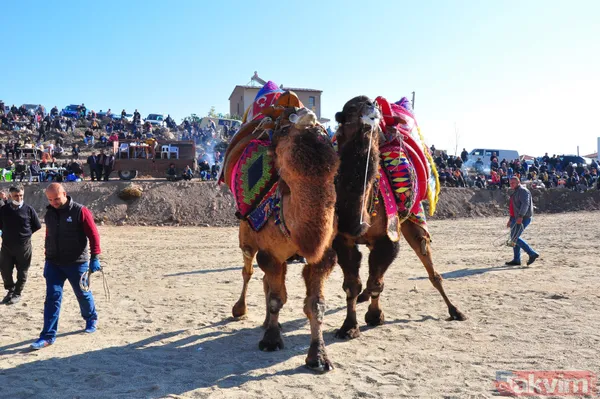 Son anda kurtuldular! Manisa'da deve güreşlerinde ezilme tehlikesi - 9