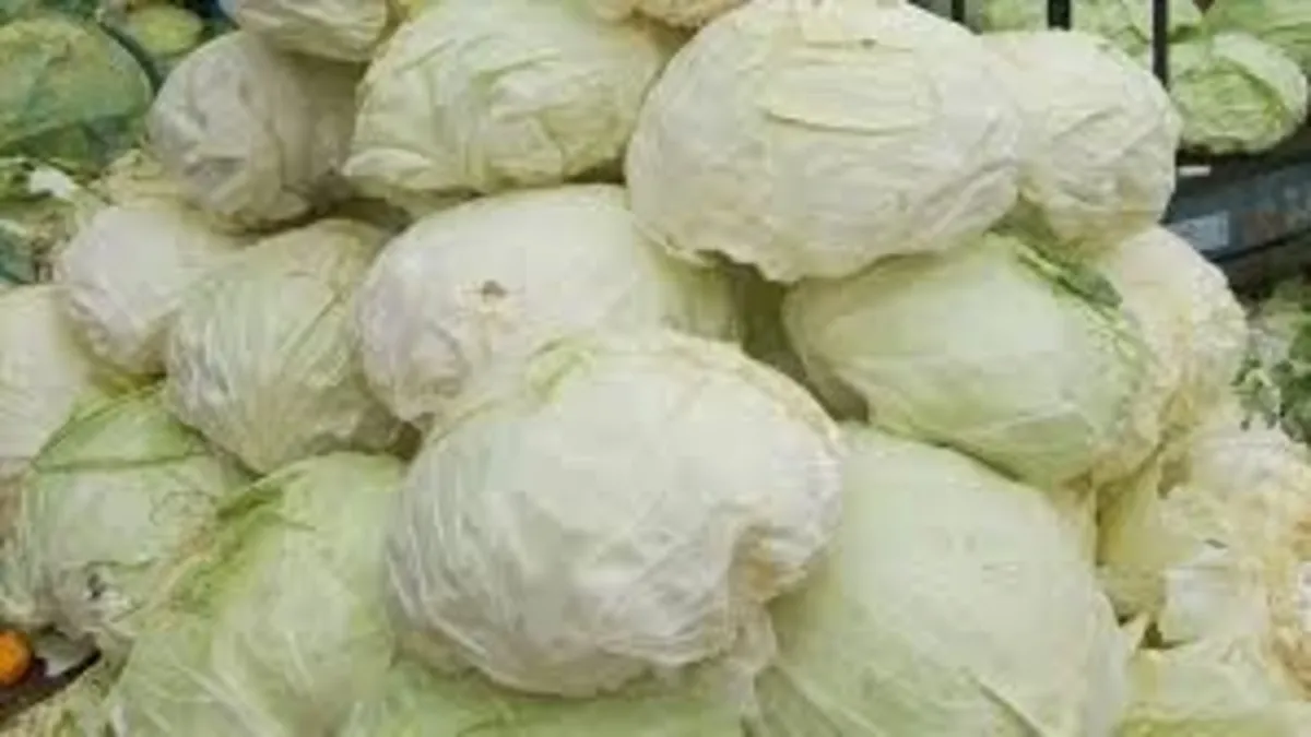 Bolca vitamin içerin şifa deposu lahanın faydaları saymakla bitmiyor!