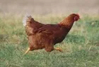 "Bahçeme tavuk girdi" kavgası | Akrabalarına kurşun yağdırdı: 2 ölü, 1 yaralı