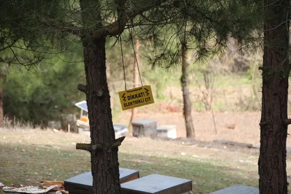 vay-ayi-vay-elektrikli-tellerle-cevrili-kovanlara-topragi-kazarak-ulasti-1641295051058.jpg Vay ayı vay! Elektrikli tellerle çevrili kovanlara toprağı kazarak ulaştı-5
