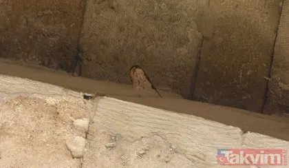 Sivas’ta Şifaiye Medresesi’nin restorasyonundan ana eyvan kemerinin taşları arasında inşaat malası unutuldu