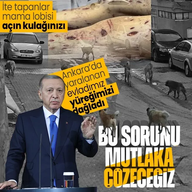 Başkan Erdoğandan başıboş sokak sorunuyla ilgili flaş mesaj: Mutlaka çözüme kavuşturacağız