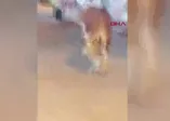 Bursa sahilde kaçak boğa paniği
