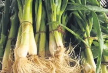 Parlak cildin sırrı açığa çıktı! Pırasa...