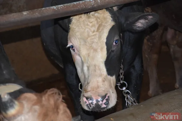 Devlet teşvikiyle 20 büyükbaş alarak çiftlik kurdu üretimi 2 yılda 10 katına çıkardı - 15