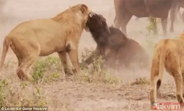 Ava giderken avlandı! Bir anda bufaloların arasında kalan aslanın zor anları (Aslan - Bufalo kavgası) - 42