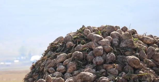 Erzurum’da pancar ekimi yüzde 35 arttı