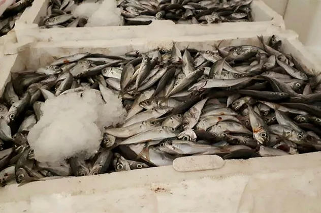 İstanbul'da boy yasağına aykırı avlanan 7 ton istavrite el konuldu