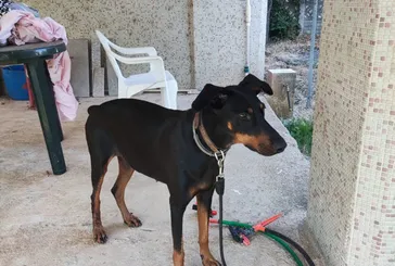 Günler sonra döndü! Tina, Korhan Berzeg'i arama çalışmalarına katılacak... Üzerinde durulan 2 ihtimal var! 