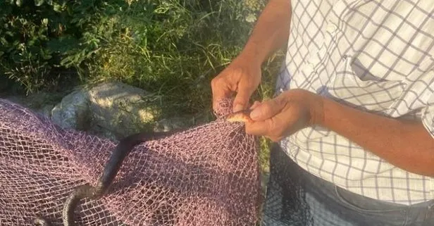 Tarihin en büyük yangını sonrası! Şimdi de bir başka tehlike