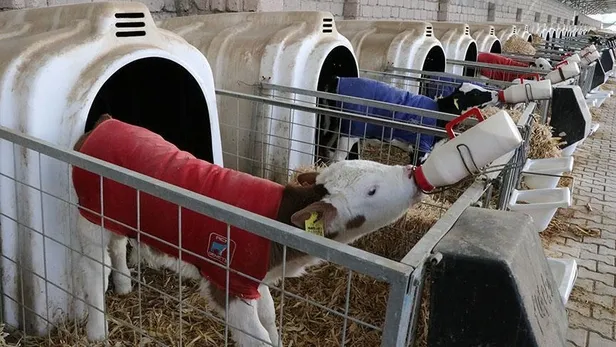 2018 2. dönem buzağı desteklemeleri ne zaman ödenecek? 24 Aralık Buzağı destek ödemeleri yattı mı?-4