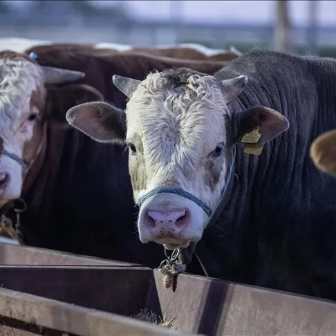 Kurbanları ESK alacak