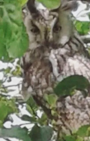 Diyarbakır'da, nesli tükenmekte olan boynuzlu baykuş görüldü