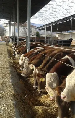 Üreticiye 185 bin besilik hayvan dağıtılacak
