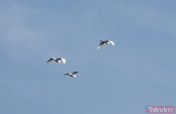 Yapay zeka kuşların evrimini geriye çekti! İlk uçuşun kökeni 60 milyon yıl öncesine ait - 7