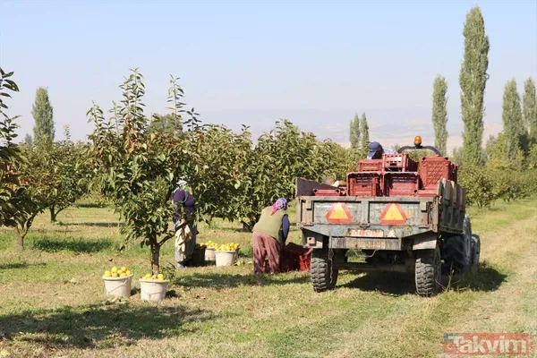 Cennet hurmasında yaş olanın fiyatı 6 kuru olanın fiyatı 50 TL! Almanlar kuru Ruslar yaş tercih ediyor - 8