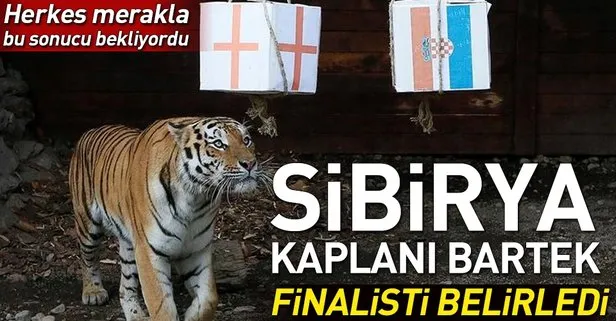 Sibirya Kaplani Bartek Finalisti Belirledi Takvim